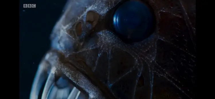 Common fangtooth (Anoplogaster cornuta) as shown in Blue Planet II - The Deep